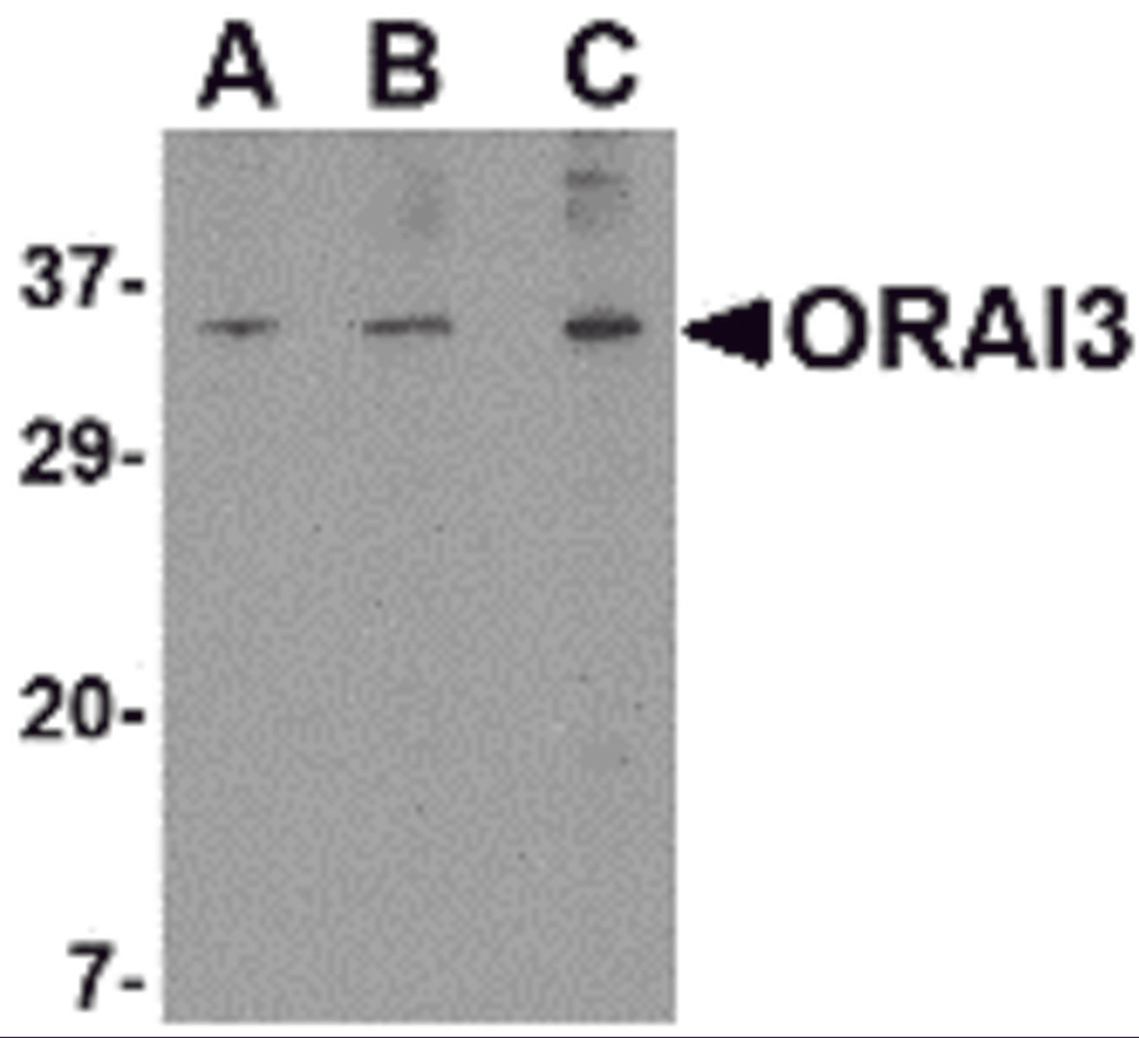 Western blot analysis of ORAI3 in A20 cell lysate with ORAI3 antibody at (A) 1, (B) 2 and (C) 4 μg/mL.