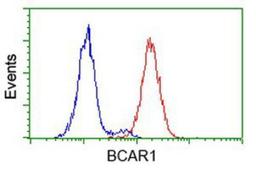 Flow Cytometry: BCAR1 Antibody (1A9) [NBP2-00532] - Analysis of Hela cells, using anti-BCAR1 antibody, (Red), compared to a nonspecific negative control antibody (Blue).