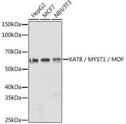 Western blot - KAT8 / MYST1 / MOF Rabbit mAb (A3390)