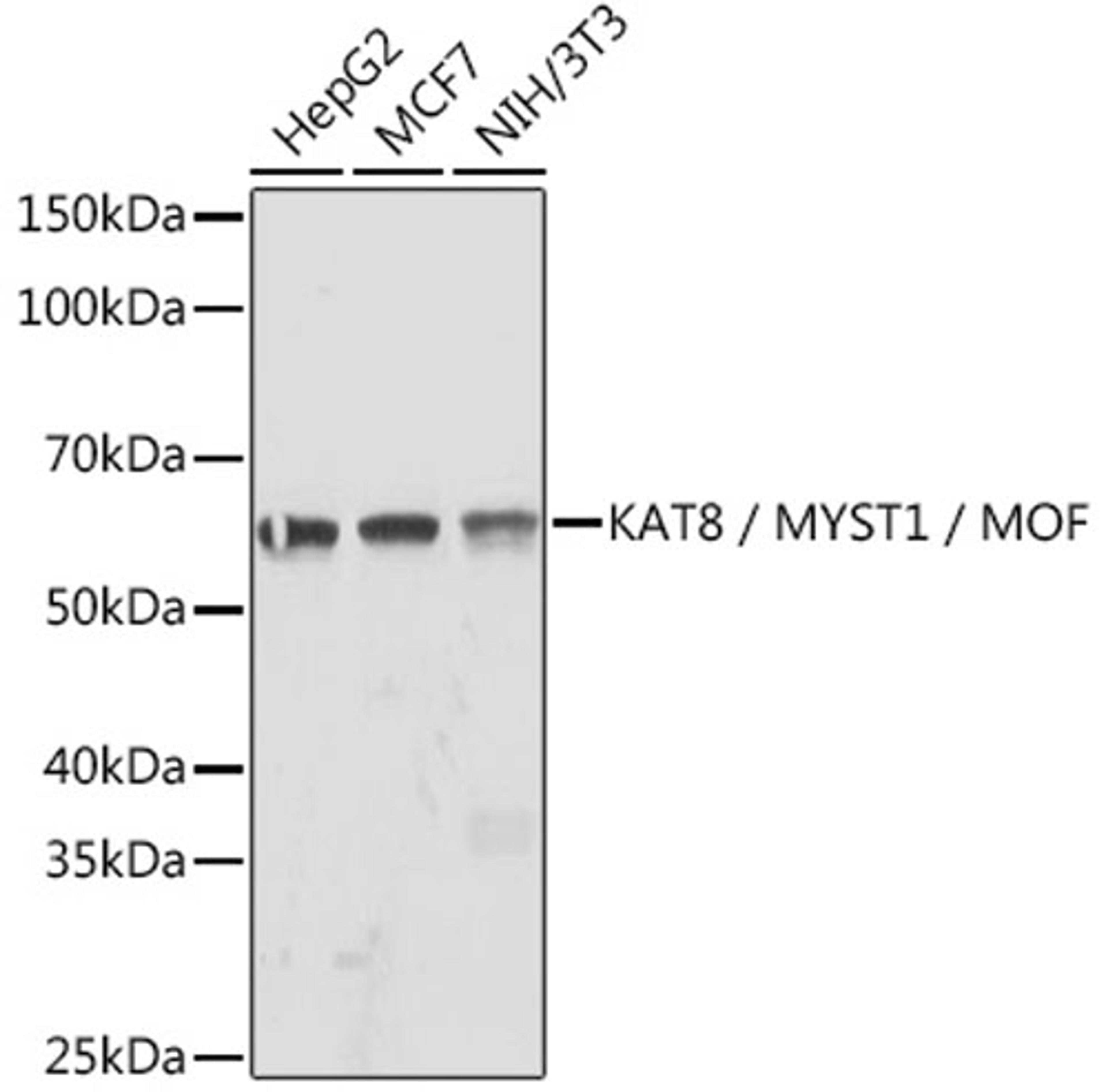 Western blot - KAT8 / MYST1 / MOF Rabbit mAb (A3390)
