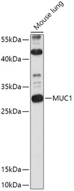 Western blot - MUC1 antibody (A0333)