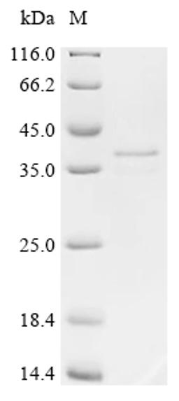 (Tris-Glycine gel) Discontinuous SDS-PAGE (reduced) with 5% enrichment gel and 15% separation gel.