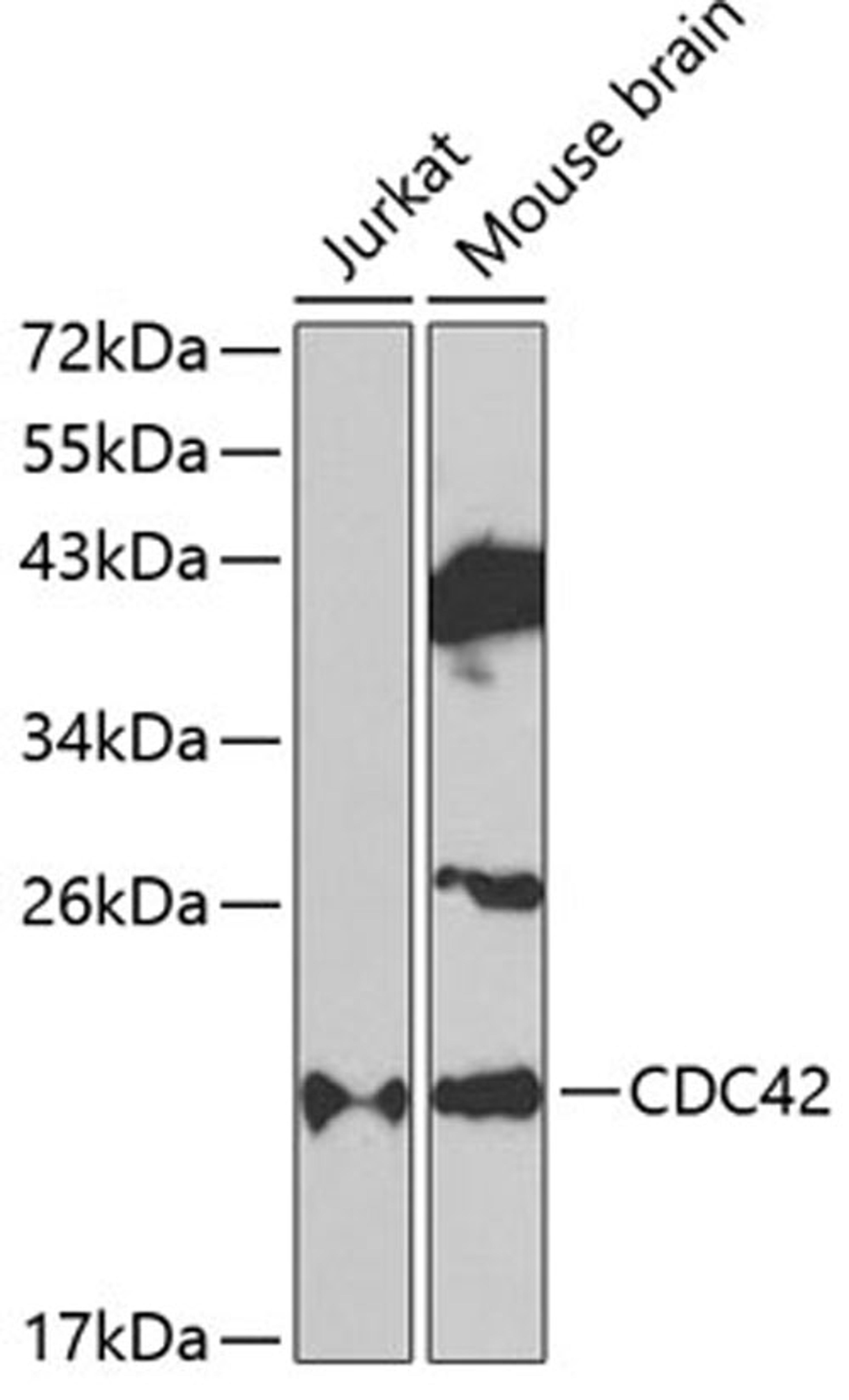 Western blot - CDC42 antibody (A1188)