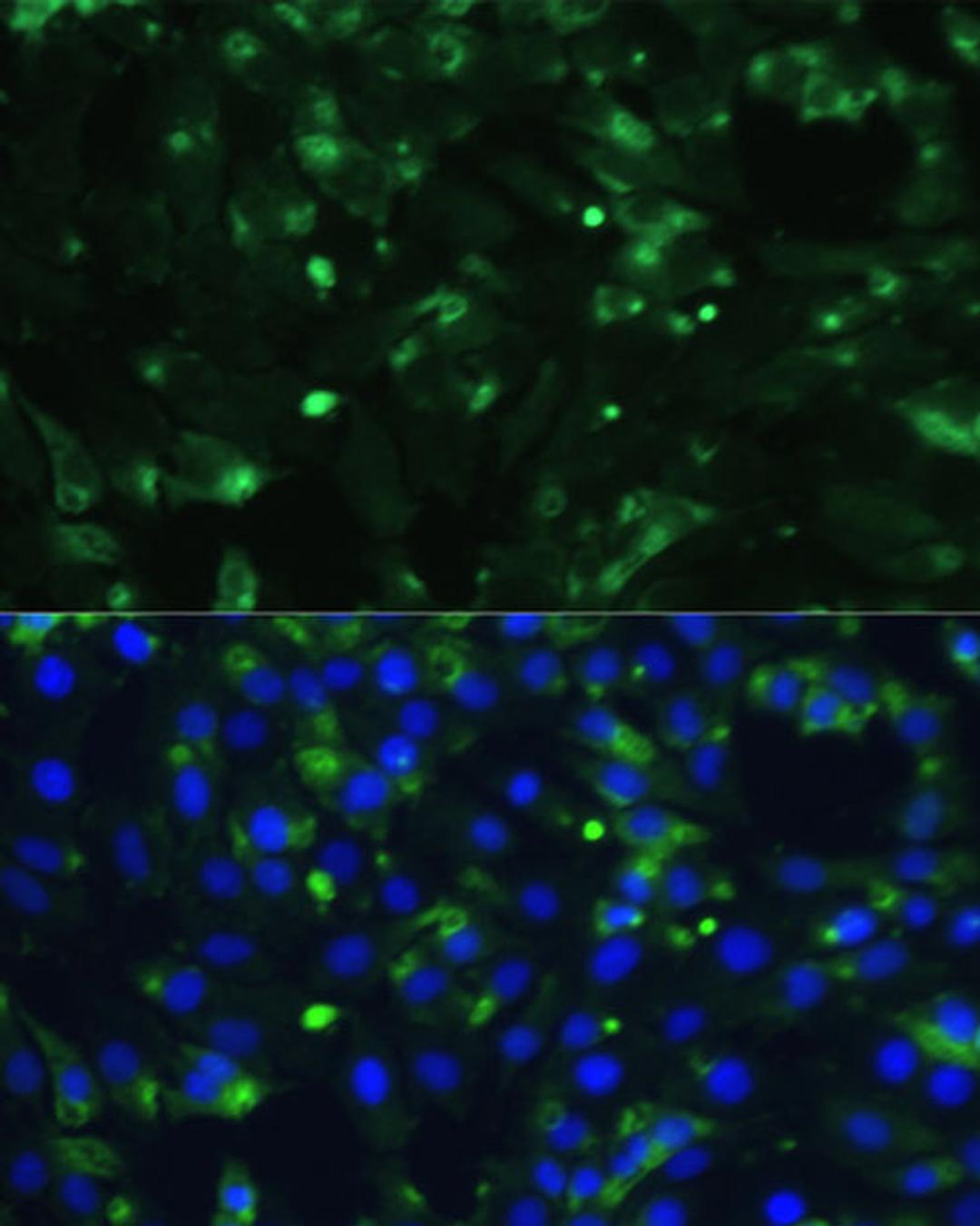 Immunofluorescence - ENO1 antibody (A16841)