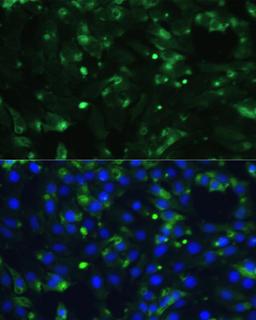 Immunofluorescence - ENO1 antibody (A16841)