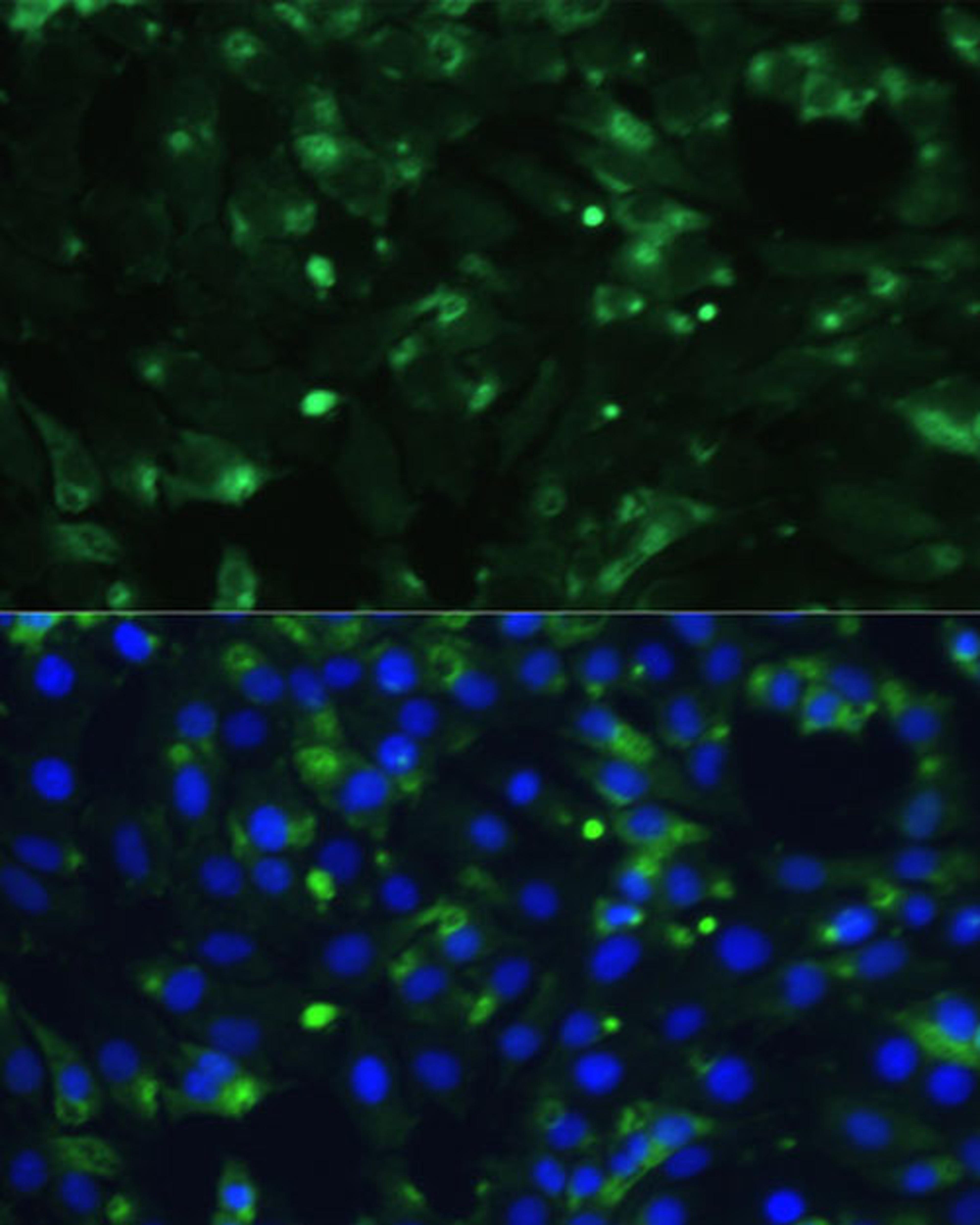 Immunofluorescence - ENO1 antibody (A16841)