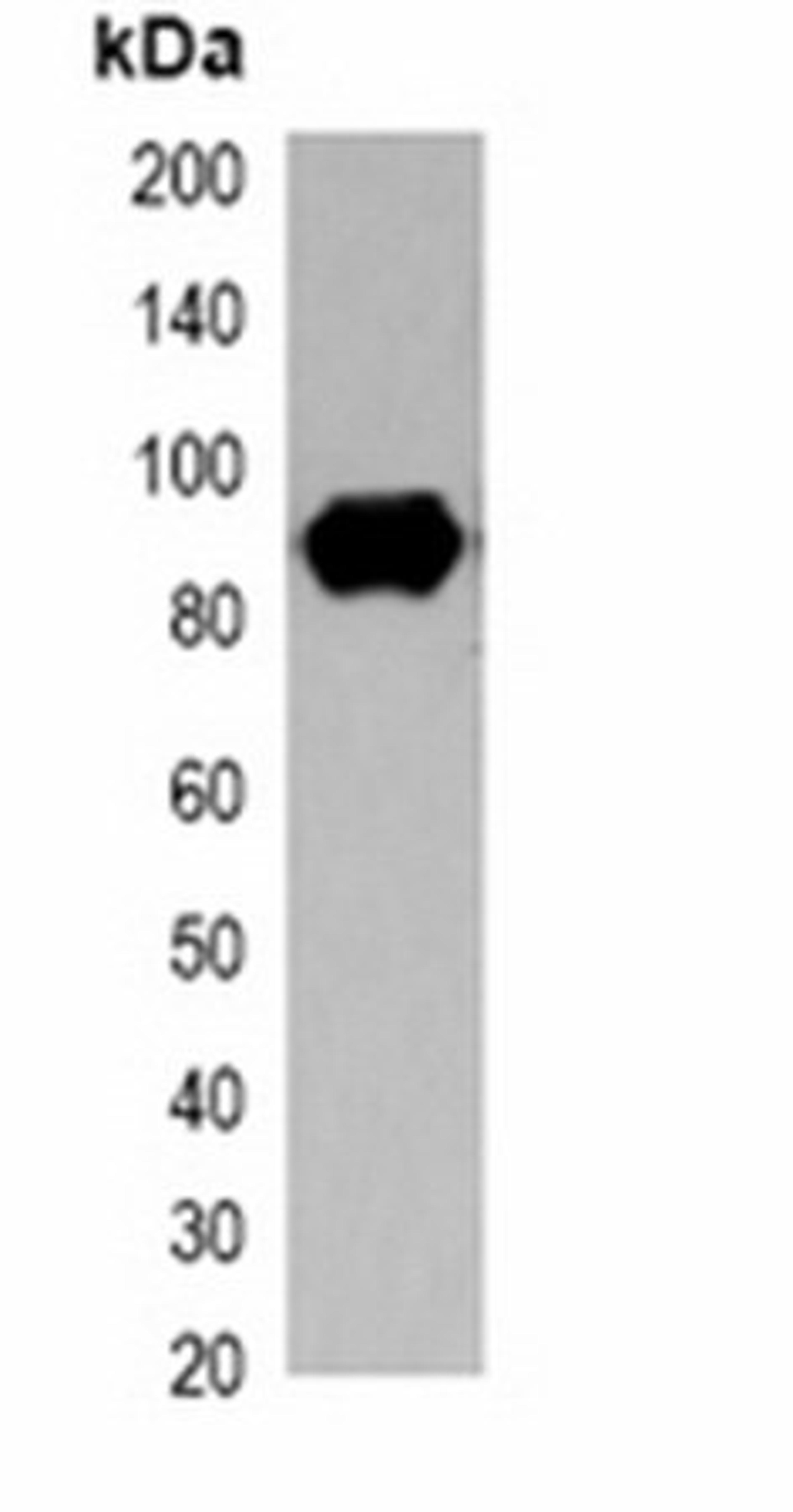 Western blot analysis of 293T cell lysate using S-tag antibody