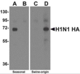 Western blot analysis of Hemaggutinin using recombinant seasonal Hemagglutinin (lanes A & B) and swine-origin Hemagglutinin (lanes C & D) with anti-seasonal Hemagglutinin antibody (5231) at 2 &#956;g/mL (lanes A & C) and anti-swine-origin Hemagglutinin an