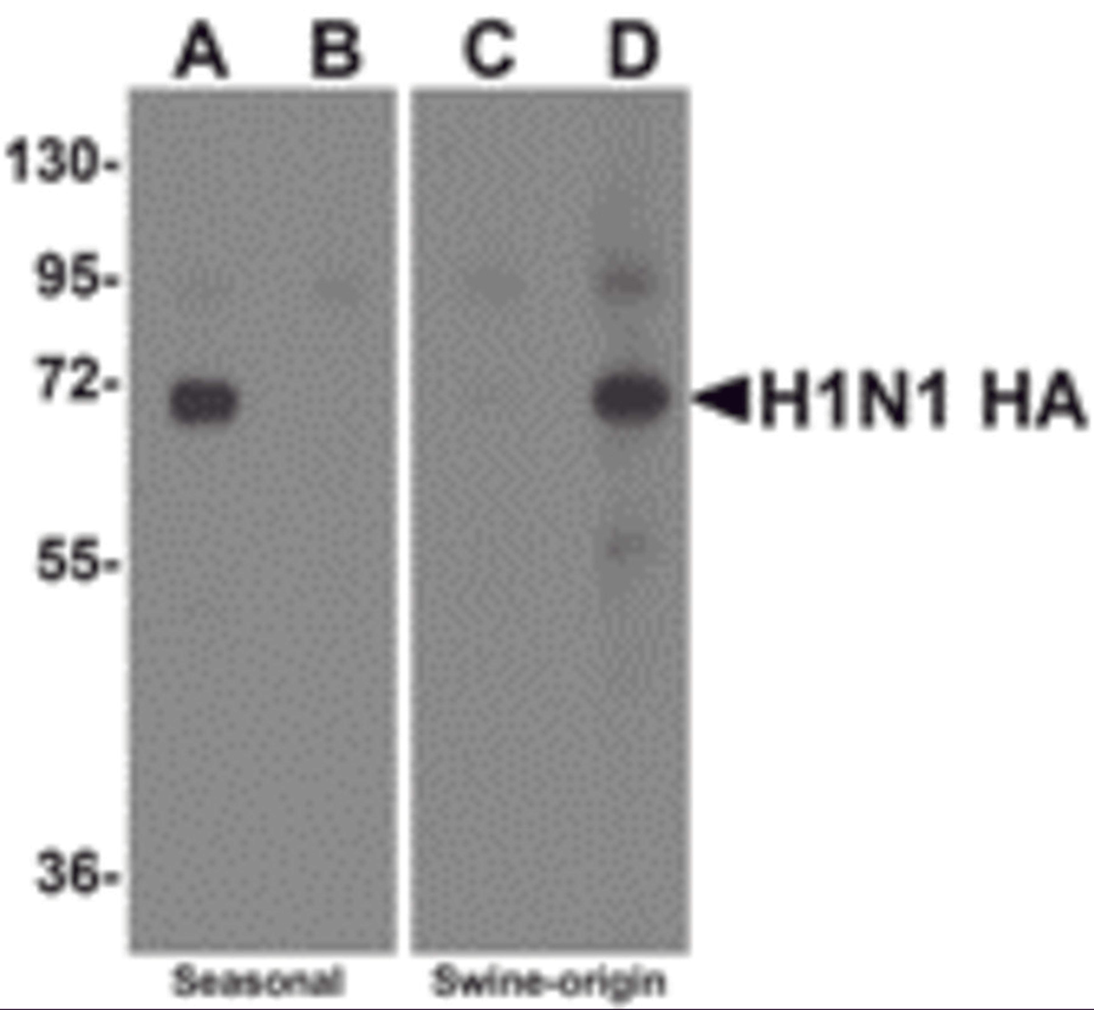 Western blot analysis of Hemaggutinin using recombinant seasonal Hemagglutinin (lanes A & B) and swine-origin Hemagglutinin (lanes C & D) with anti-seasonal Hemagglutinin antibody (5231) at 2 &#956;g/mL (lanes A & C) and anti-swine-origin Hemagglutinin an