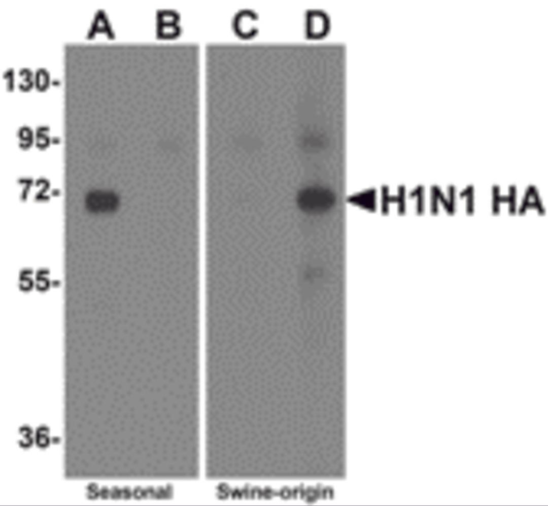 Western blot analysis of Hemaggutinin using recombinant seasonal Hemagglutinin (lanes A & B) and swine-origin Hemagglutinin (lanes C & D) with anti-seasonal Hemagglutinin antibody (5231) at 2 μg/mL (lanes A & C) and anti-swine-origin Hemagglutinin an