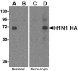 Western blot analysis of Hemaggutinin using recombinant seasonal Hemagglutinin (lanes A & B) and swine-origin Hemagglutinin (lanes C & D) with anti-seasonal Hemagglutinin antibody (5231) at 2 μg/mL (lanes A & C) and anti-swine-origin Hemagglutinin an