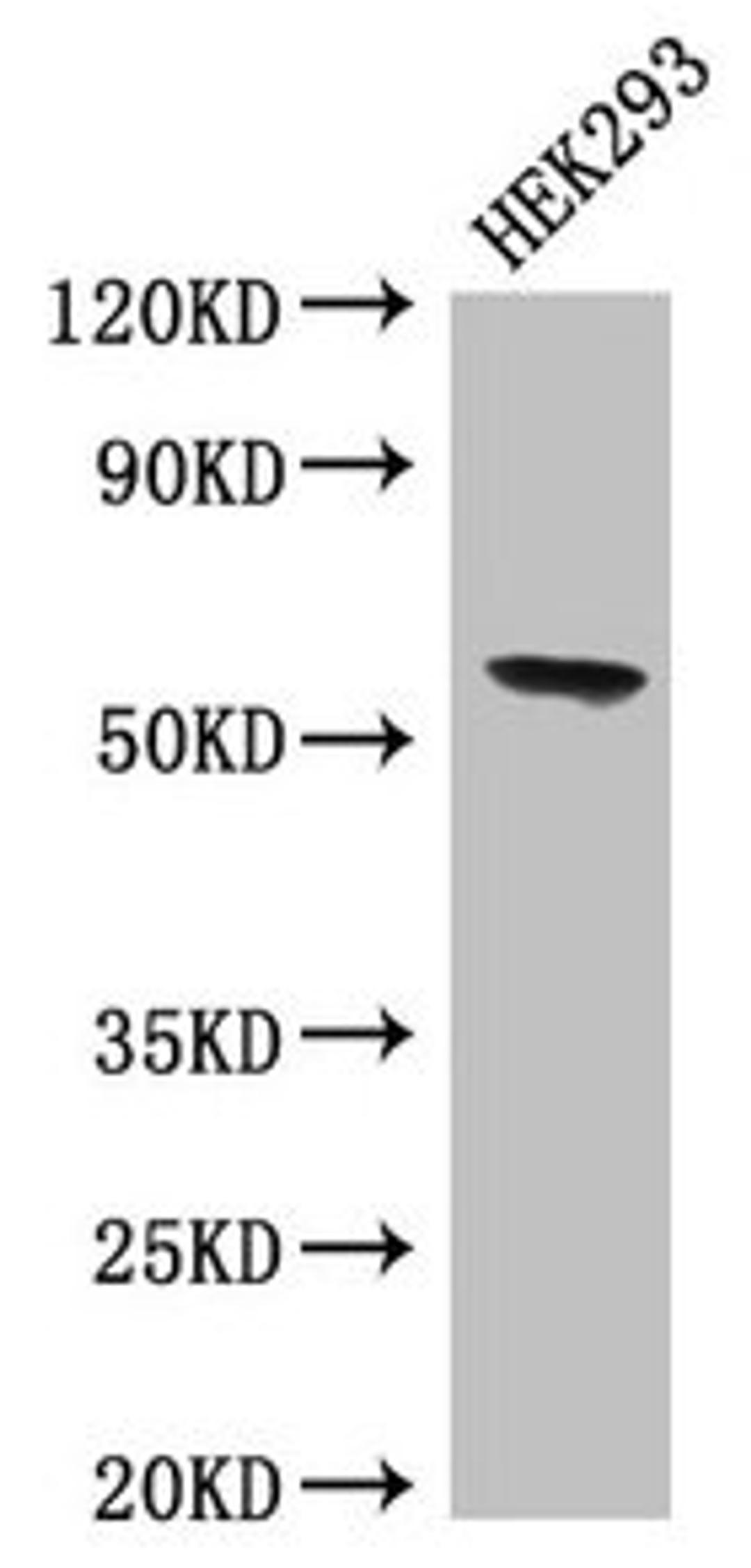 Western Blot. Positive WB detected in: HEK293 whole cell lysate. All lanes: BPI antibody at 4µg/ml. Secondary. Goat polyclonal to rabbit IgG at 1/50000 dilution. Predicted band size: 54 kDa. Observed band size: 54 kDa