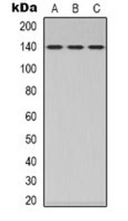 Western blot analysis of HEK293T (Lane 1), Hela (Lane 2), NIH3T3 (Lane 3) whole cell lysates using MYPT1 antibody