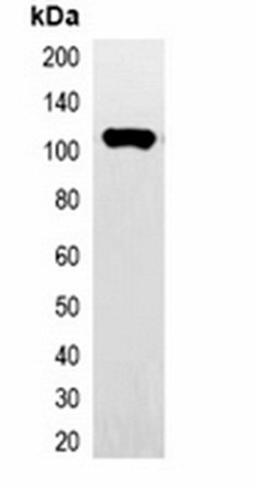 Western blot analysis of 293T cell lysate using HA-tag antibody (HRP)