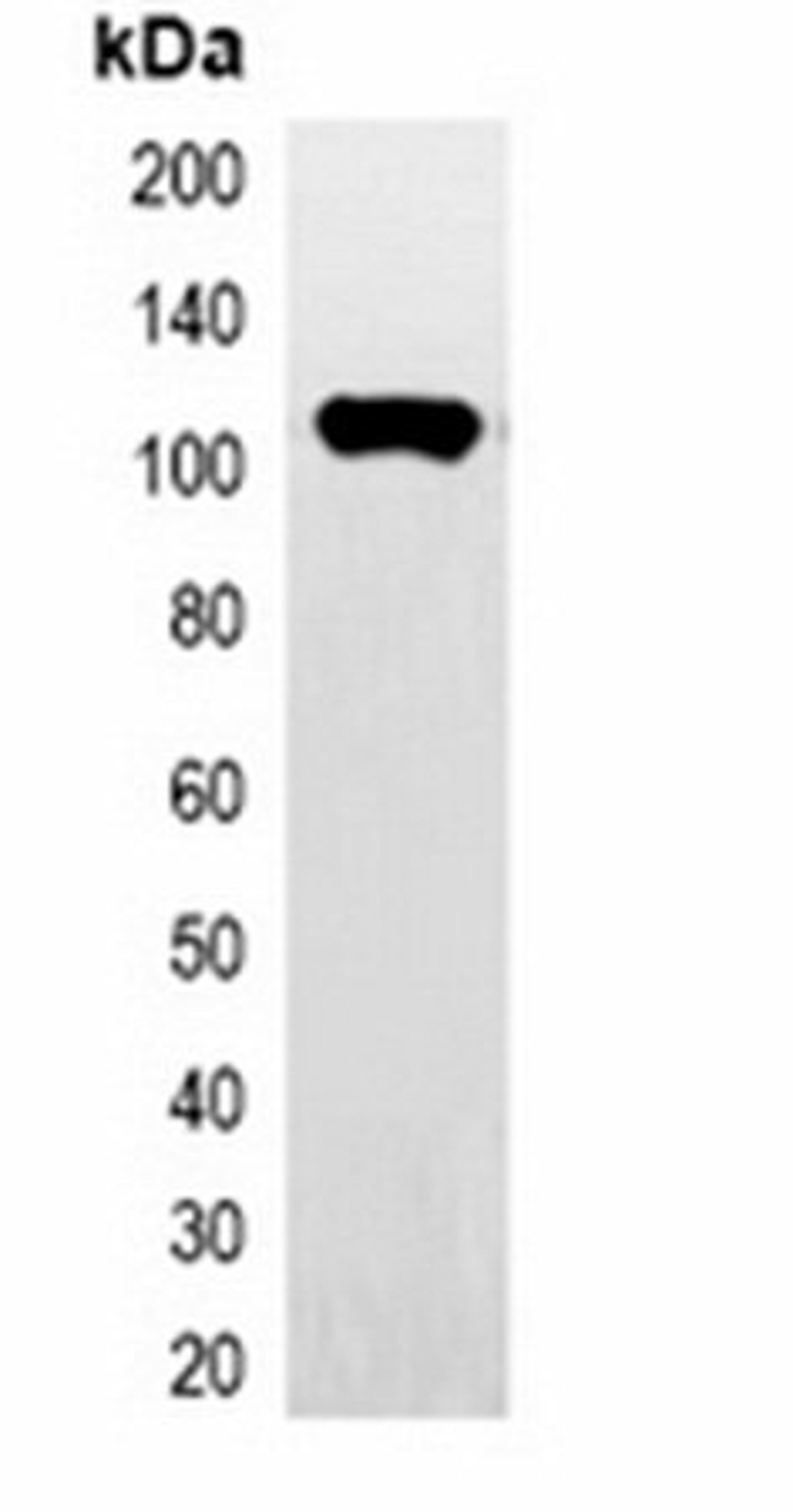 Western blot analysis of 293T cell lysate using HA-tag antibody (HRP)