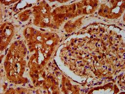 IHC image of CSB-PA769809LA01HU diluted at 1:200 and staining in paraffin-embedded human kidney tissue performed on a Leica BondTM system. After dewaxing and hydration, antigen retrieval was mediated by high pressure in a citrate buffer (pH 6.0). Section was blocked with 10% normal goat serum 30min at RT. Then primary antibody (1% BSA) was incubated at 4&deg;C overnight. The primary is detected by a biotinylated secondary antibody and visualized using an HRP conjugated SP system.