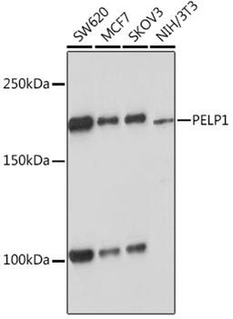 Western blot - PELP1 Rabbit mAb (A9026)