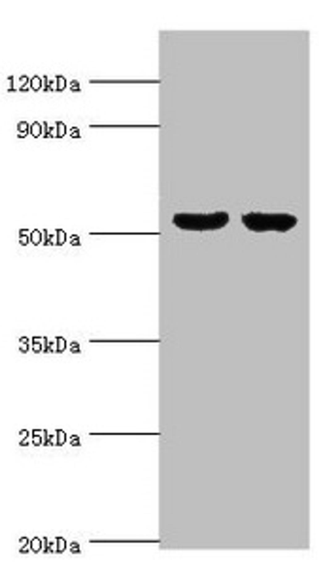 Western blot. All lanes: GBA3 antibody at 10µg/ml. Lane 1: Hela whole cell lysate. Lane 2: HepG2 whole cell lysate. Secondary. Goat polyclonal to rabbit IgG at 1/10000 dilution. Predicted band size: 54, 19 kDa. Observed band size: 54 kDa