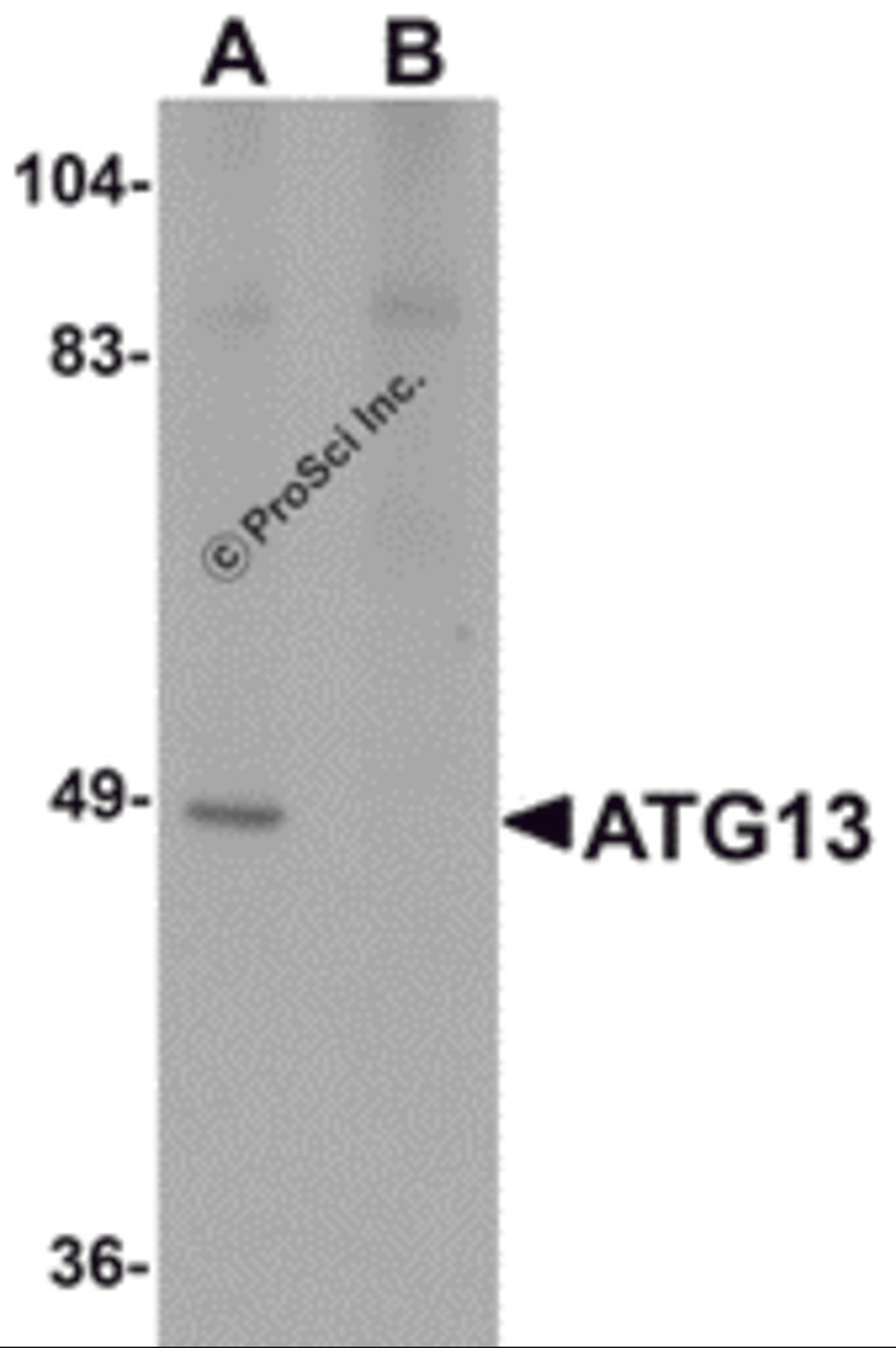 Western blot analysis of ATG13 in rat heart tissue lysate with ATG13 antibody at 1 μg/mL in (A) the absence and (B) the presence of blocking peptide.