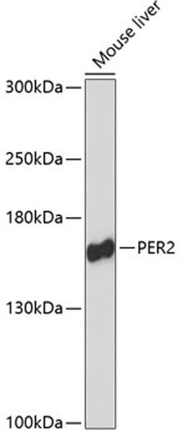 Western blot - PER2 antibody (A13168)