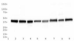 Western Blot: Actin Antibody (mAbGEa) [NB100-74340] - Western blot analysis of Actin expression in 2) HeLa, 3) NTERA-2, 4) A431, 5) HepG2, 6) MCF7, 7) NIH-3T3, 8) PC-12 and 9) COS-7 whole cell lysates.