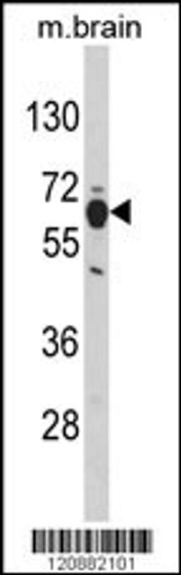 Western blot analysis of PHGDH Antibody in mouse brain tissue lysates (35ug/lane)