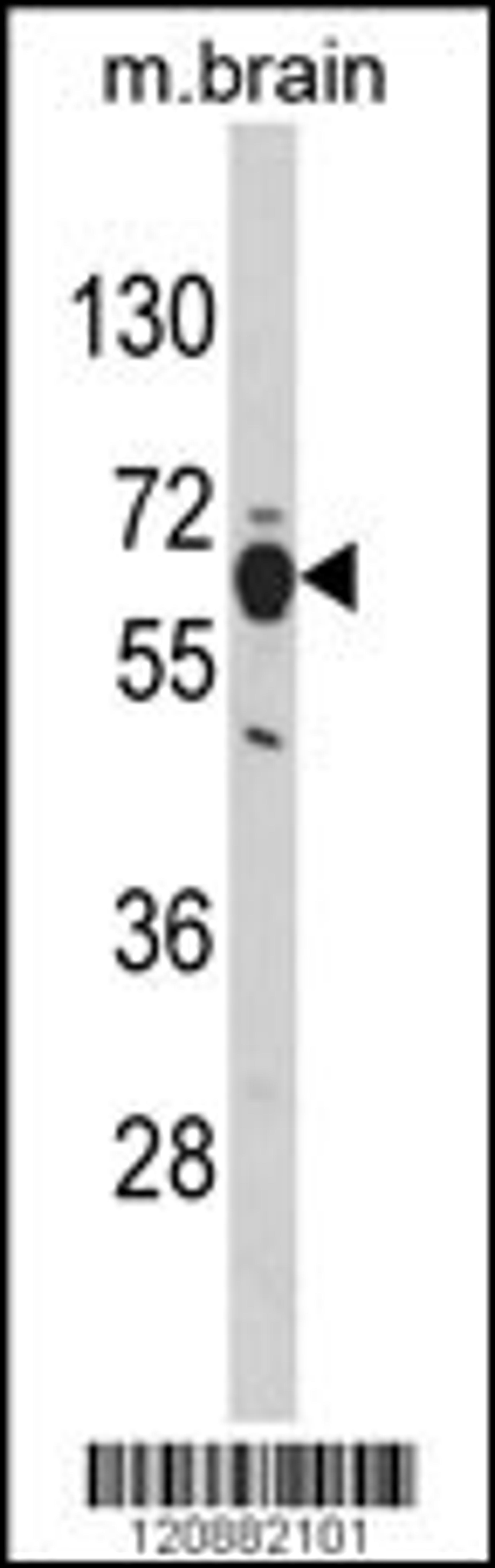 Western blot analysis of PHGDH Antibody in mouse brain tissue lysates (35ug/lane)