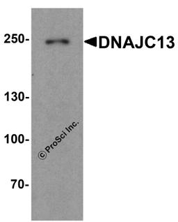 Western blot analysis of DNAJC13 in human heart tissue lysate with DNAJC13 antibody at 1 μg/ml.
