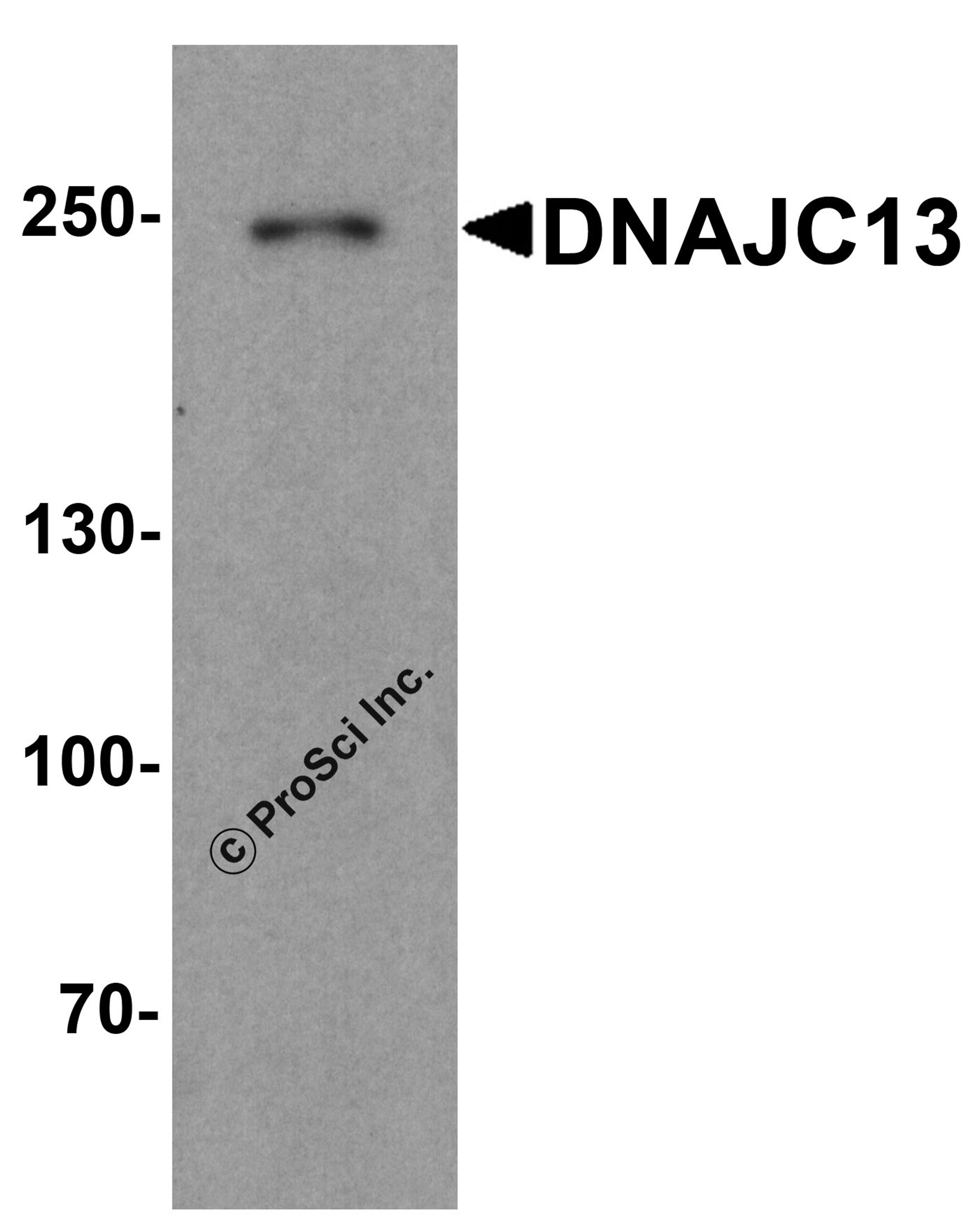 Western blot analysis of DNAJC13 in human heart tissue lysate with DNAJC13 antibody at 1 μg/ml.