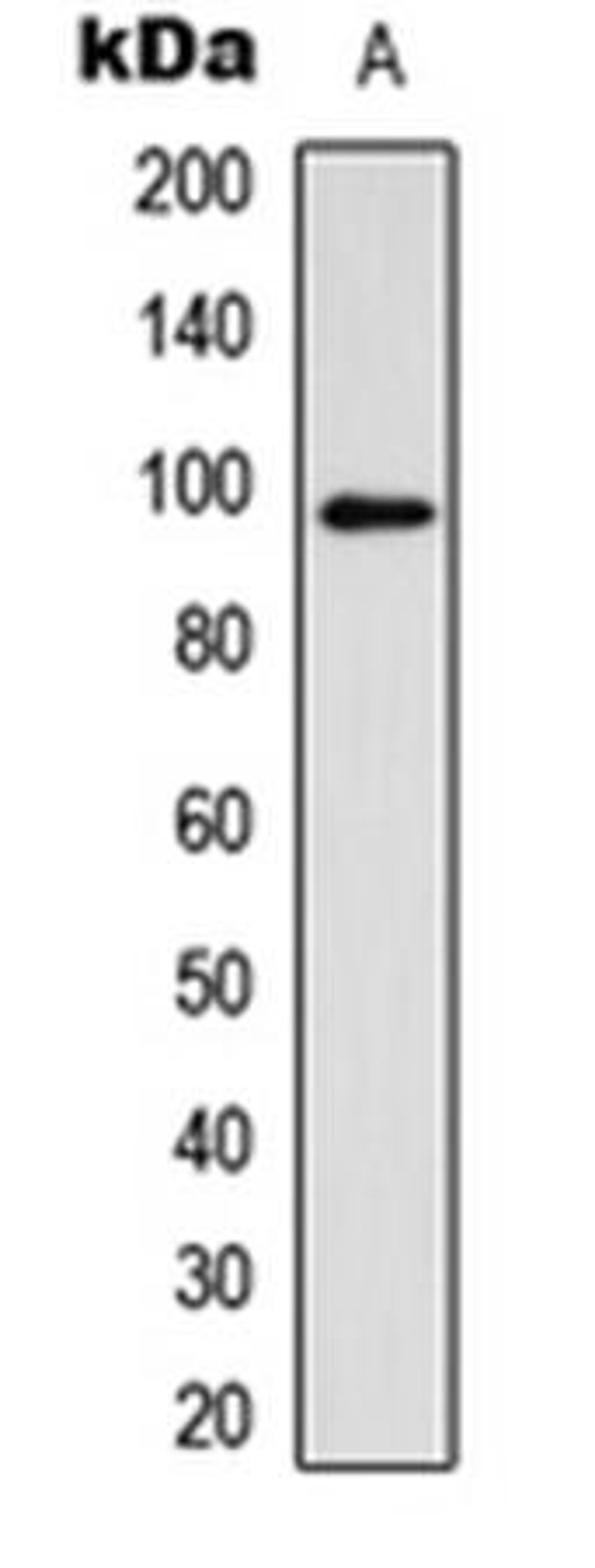 Western blot analysis of A549 (Lane1) whole cell using Glucocorticoid R (phospho-S211) antibody