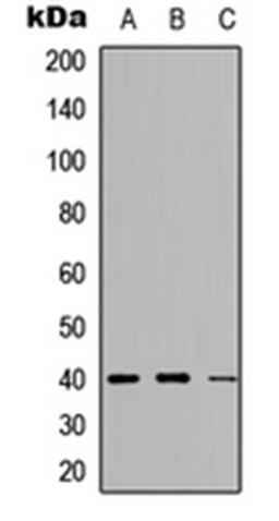 Western blot analysis of LO2 (Lane 1), Raw264.7 (Lane 2), NIH3T3 (Lane 3) whole cell lysates using PRAS40 (phospho-T246) antibody