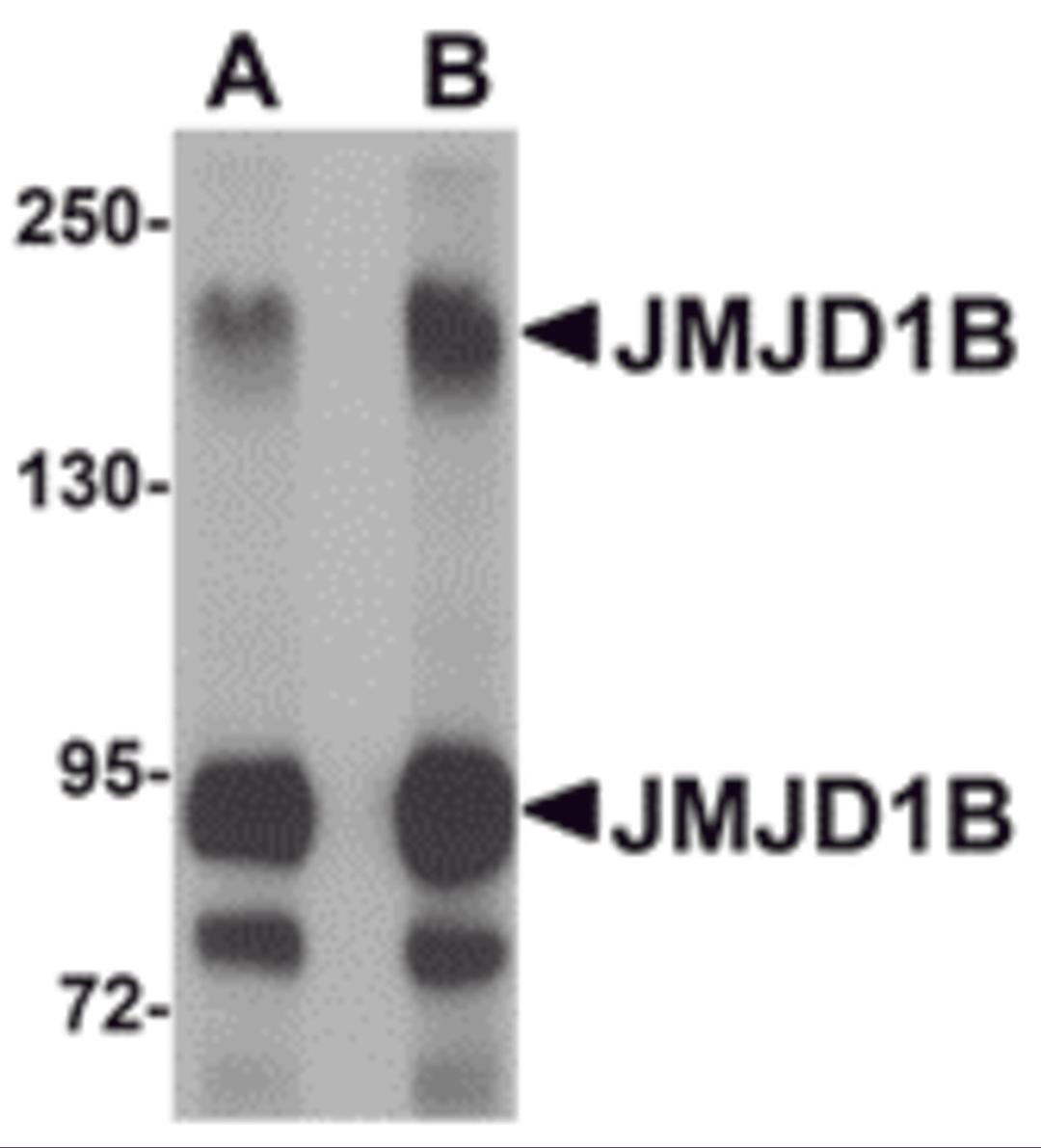 Western blot analysis of JMJD1B in rat liver tissue lysate with JMJD1B antibody at (A) 1 and (B) 2 μg/mL.