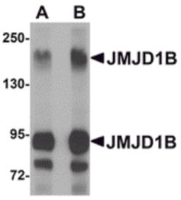 Western blot analysis of JMJD1B in rat liver tissue lysate with JMJD1B antibody at (A) 1 and (B) 2 μg/mL.