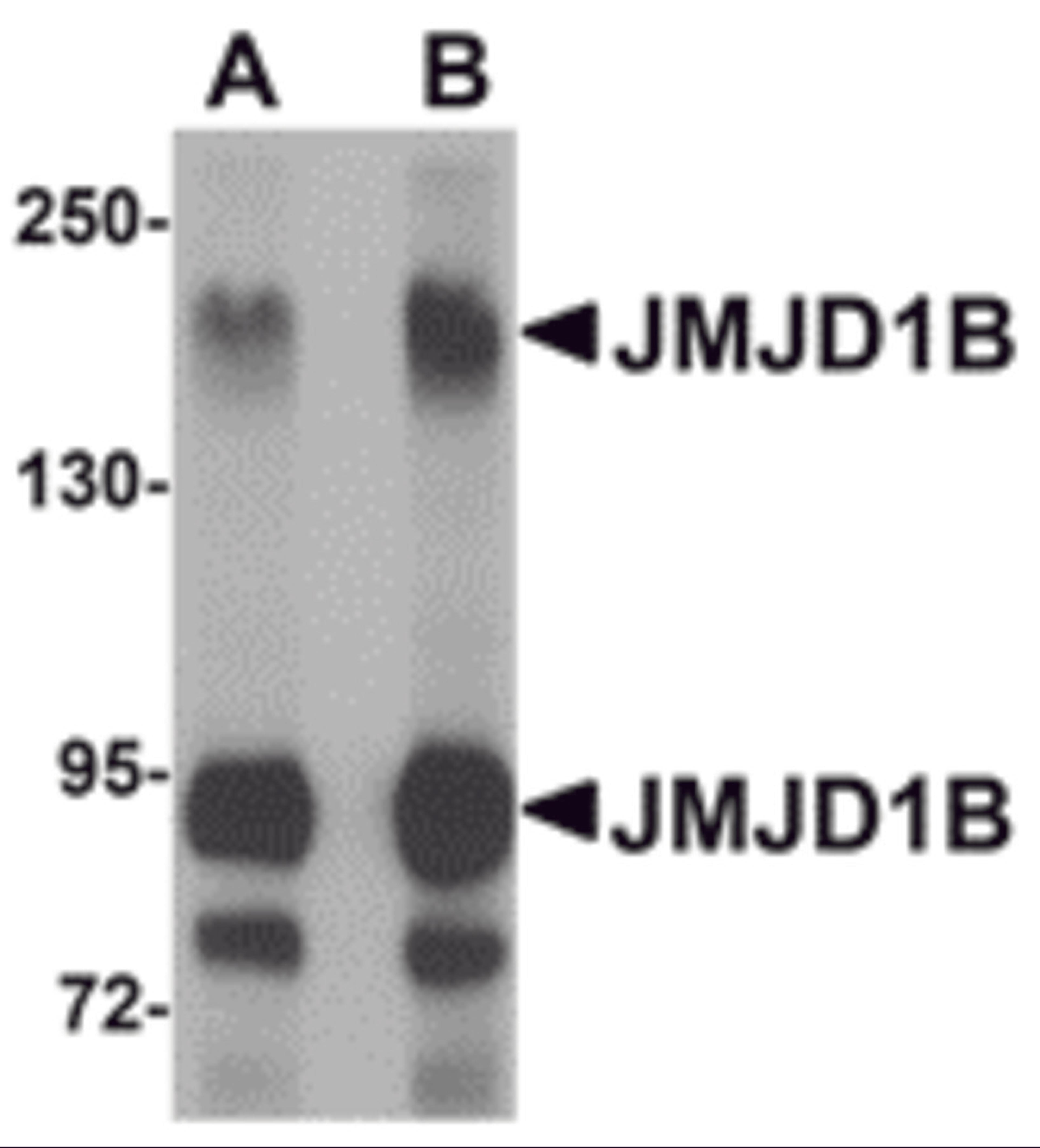 Western blot analysis of JMJD1B in rat liver tissue lysate with JMJD1B antibody at (A) 1 and (B) 2 μg/mL.