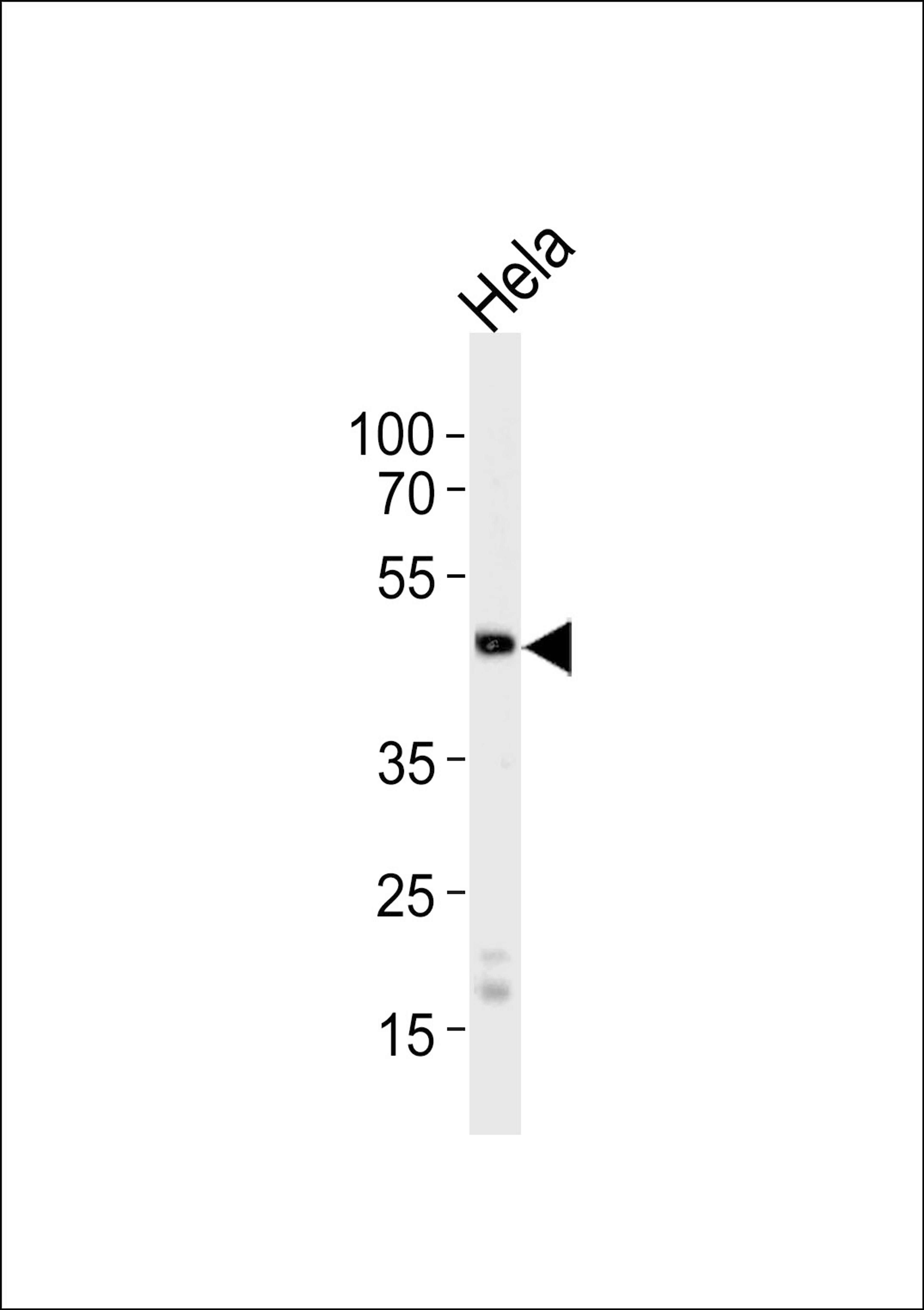 Western blot analysis of lysate from HeLa cell line, using WSB2 Antibody at 1:1000 at each lane.