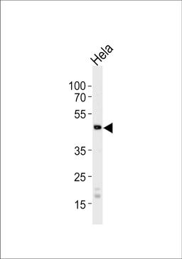 Western blot analysis of lysate from HeLa cell line, using WSB2 Antibody at 1:1000 at each lane.