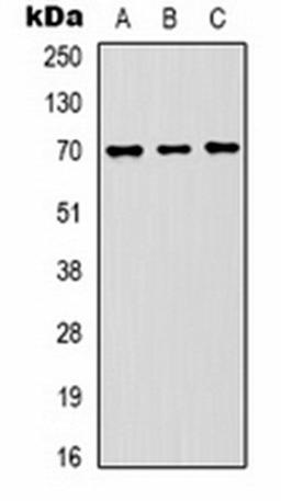 Western blot analysis of Hela (Lane 1), mouse brain (Lane 2), rat brain (Lane 3) whole cell lysates using HSC70 antibody