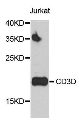 Western blot analysis of extract of various cells using CD3D antibody