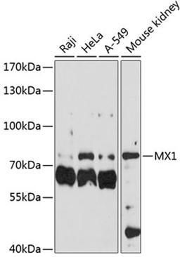 Western blot - MX1 antibody (A1780)