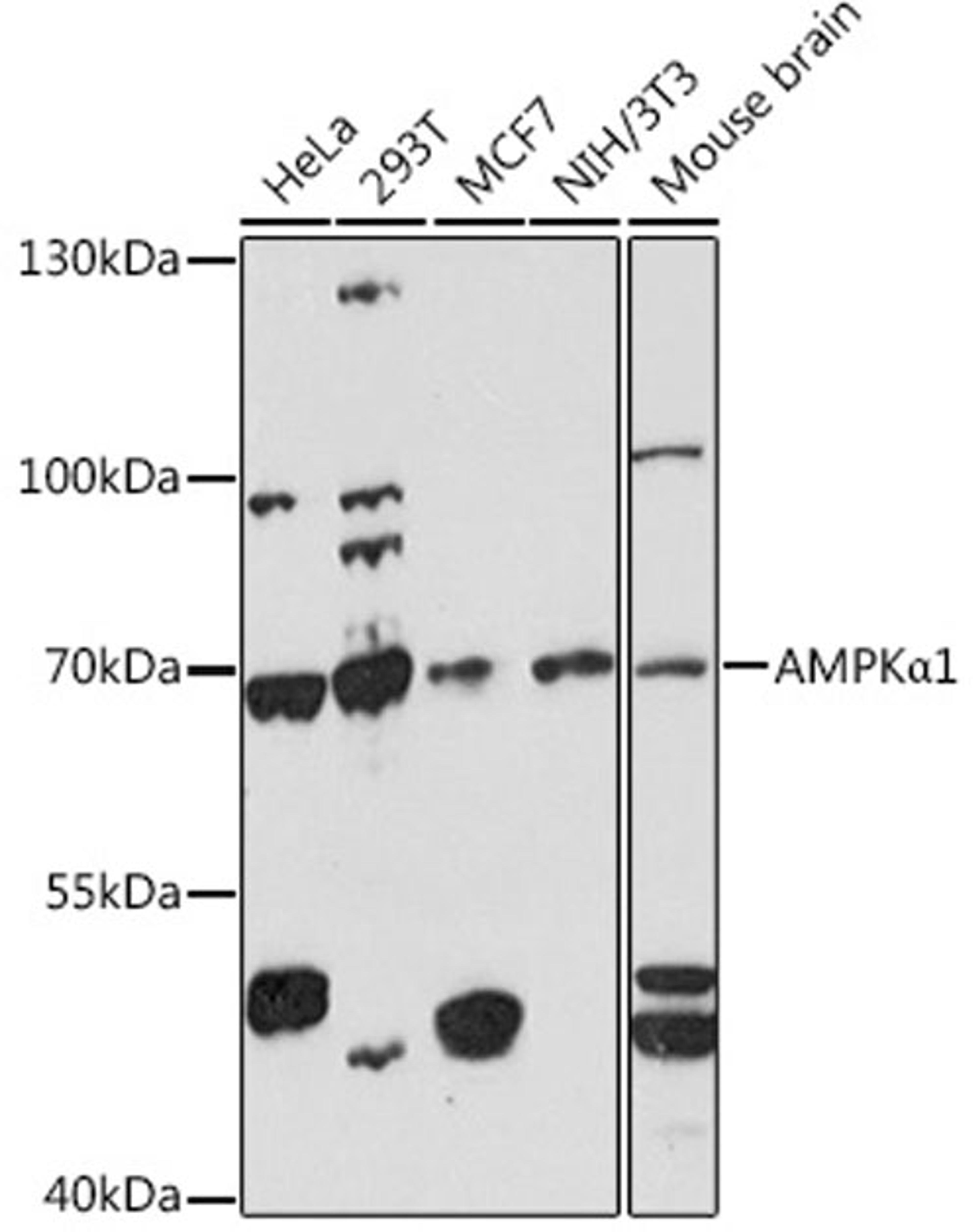 Western blot - AMPKa1 alpha 1 antibody (A16960)