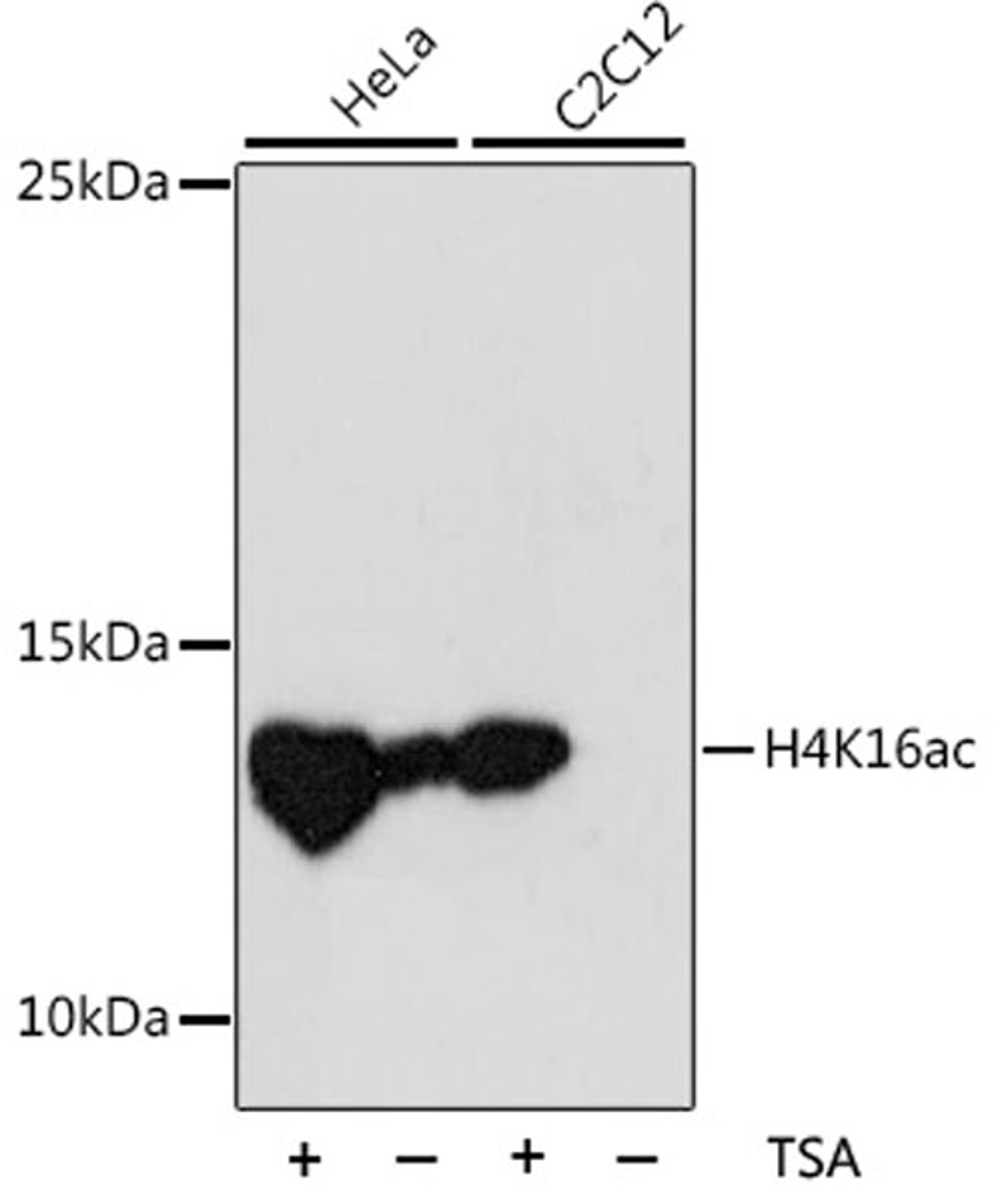 Western blot - Acetyl-Histone H4-K16 antibody (A5280)