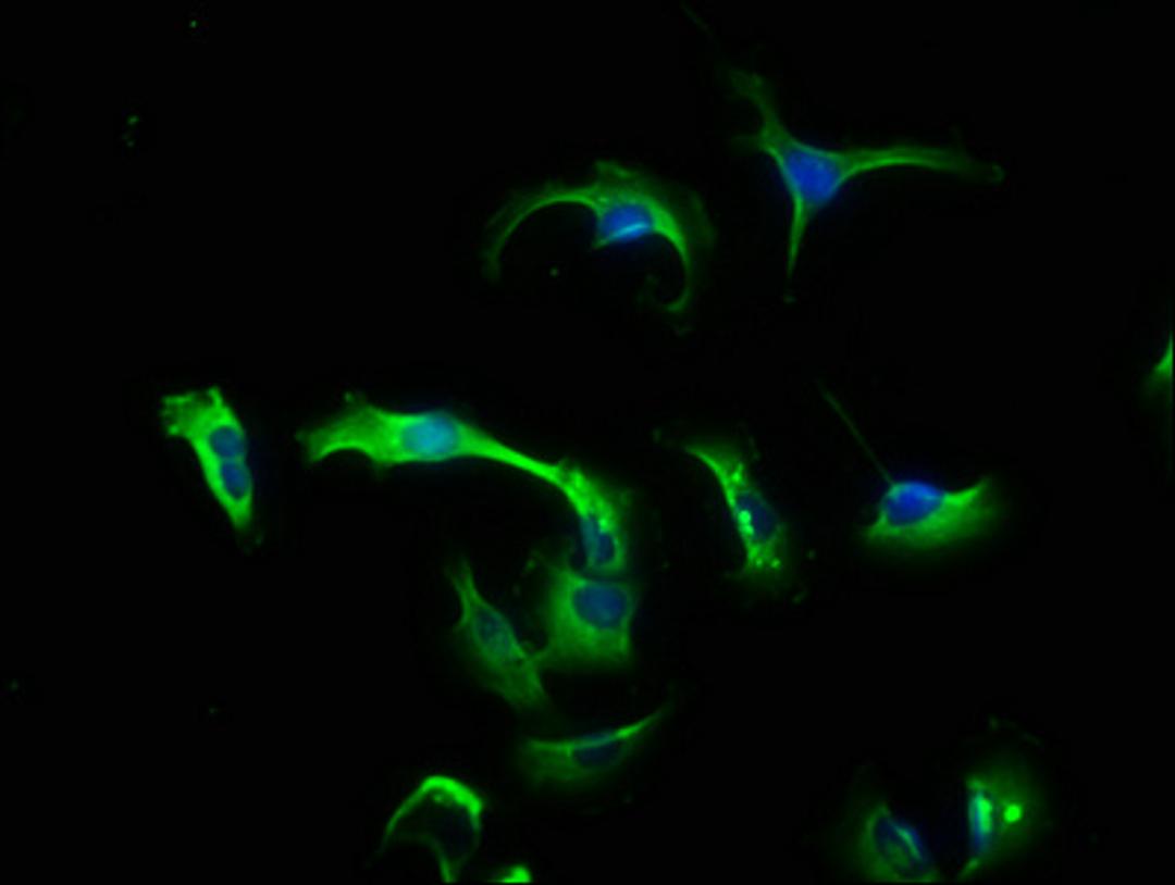 Immunofluorescence staining of U251 cells with CSB-PA06039A0Rb at 1:133, counter-stained with DAPI. The cells were fixed in 4% formaldehyde, permeabilized using 0.2% Triton X-100 and blocked in 10% normal Goat Serum. The cells were then incubated with the antibody overnight at 4°C. The secondary antibody was Alexa Fluor 488-congugated AffiniPure Goat Anti-Rabbit IgG(H+L).