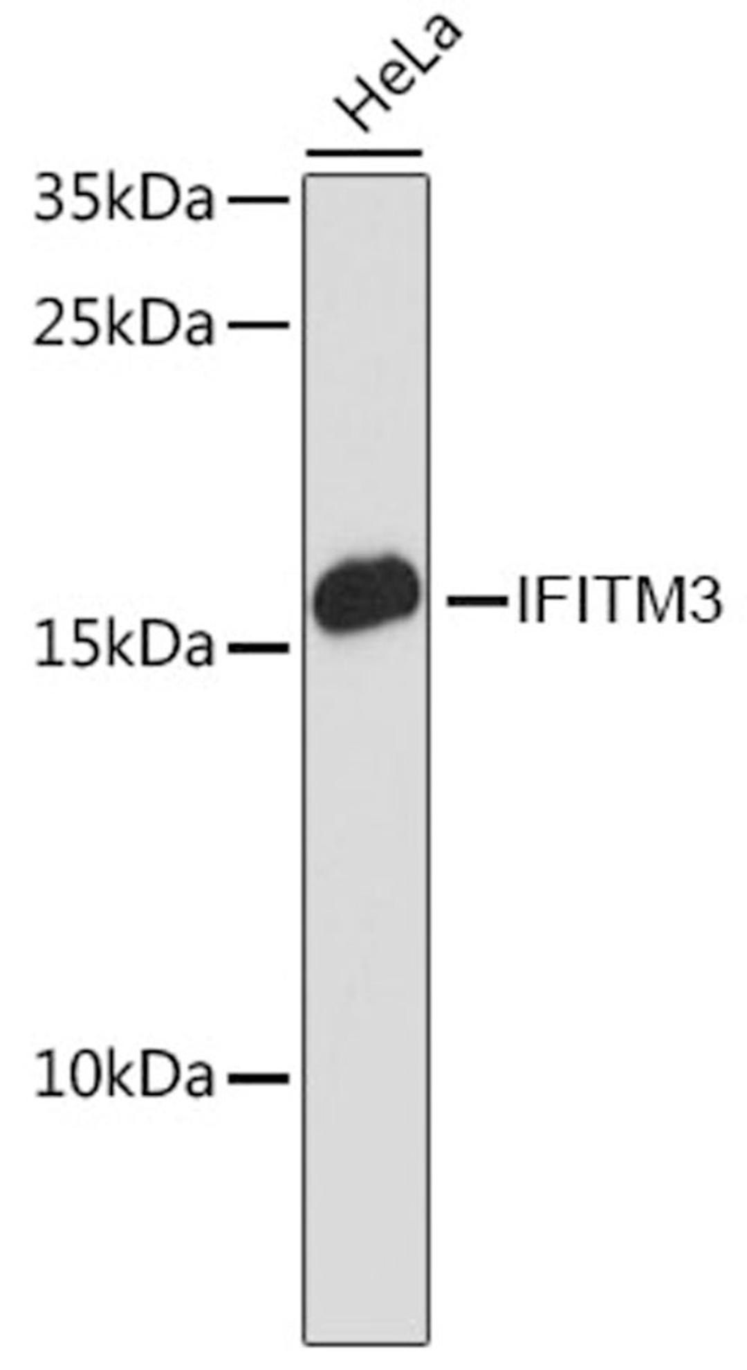 Western blot - IFITM3 antibody (A13070)