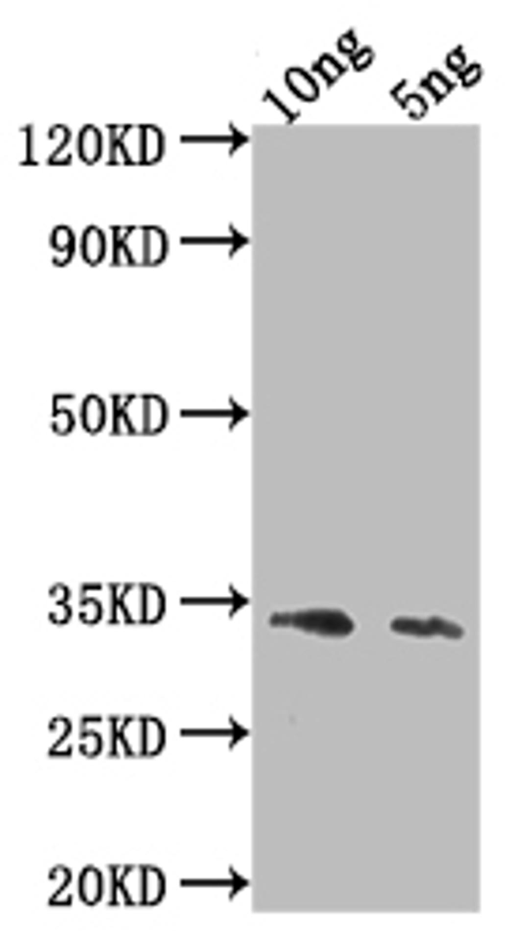 Western Blot. Positive WB detected in Recombinant protein. All lanes: Ang4 antibody at 1:2000. Secondary. Goat polyclonal to rabbit IgG at 1/50000 dilution. Predicted band size: 31.4 kDa. Observed band size: 33 kDa.