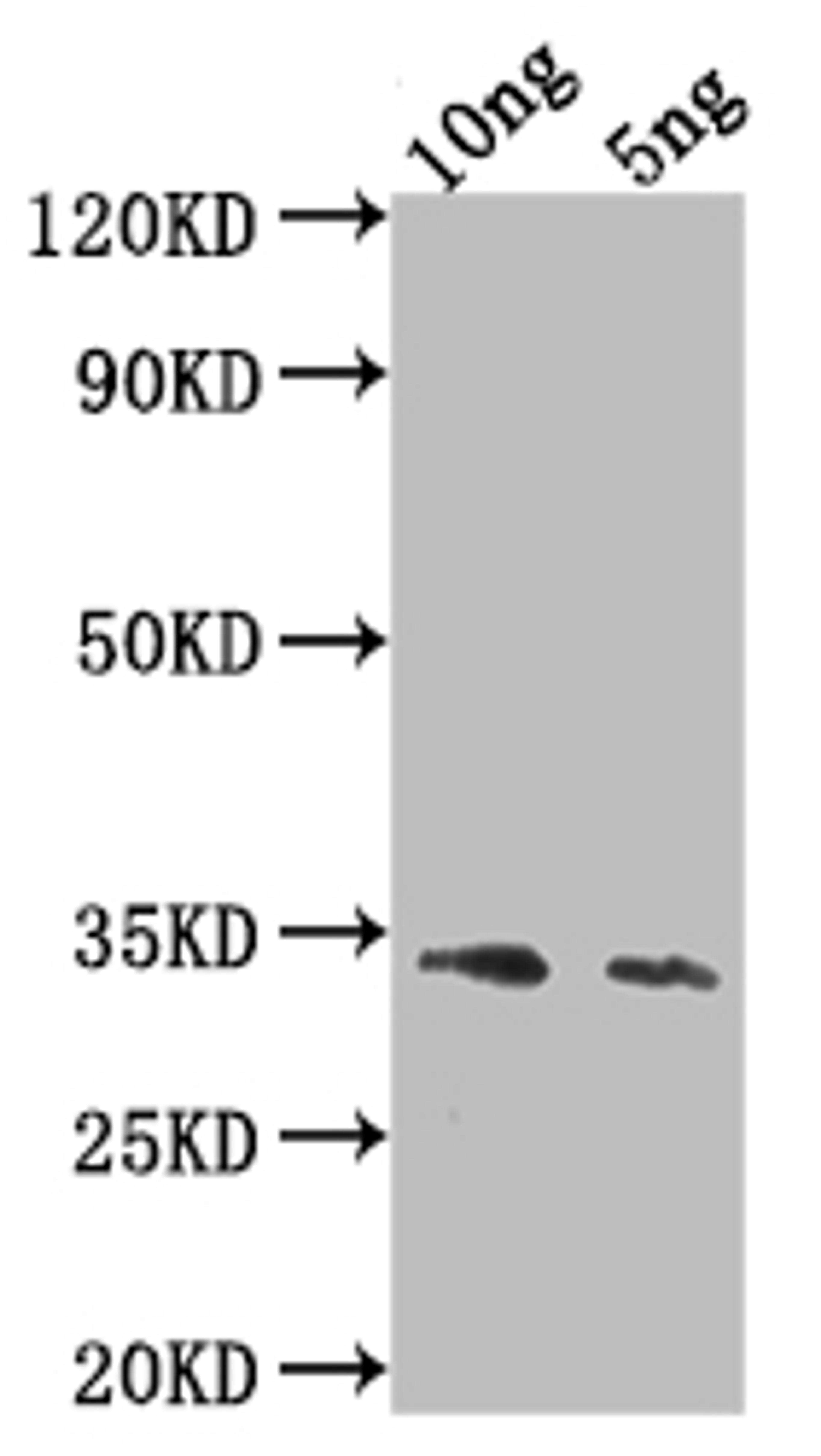 Western Blot. Positive WB detected in Recombinant protein. All lanes: Ang4 antibody at 1:2000. Secondary. Goat polyclonal to rabbit IgG at 1/50000 dilution. Predicted band size: 31.4 kDa. Observed band size: 33 kDa.