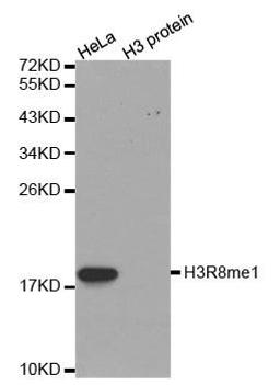 Western blot analysis of extracts of HeLa cell line and H3 protein expressed in E.coli using HIST3H3 antibody