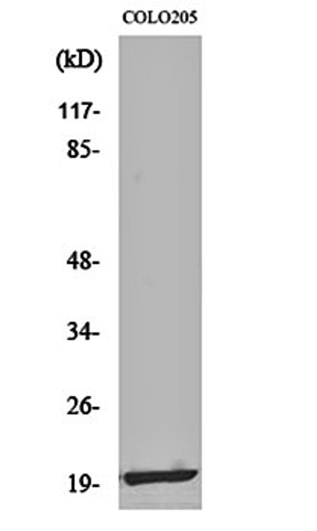 Western blot analysis of COLO205 cell lysates using MRP-L12 antibody