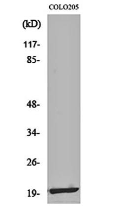 Western blot analysis of COLO205 cell lysates using MRP-L12 antibody