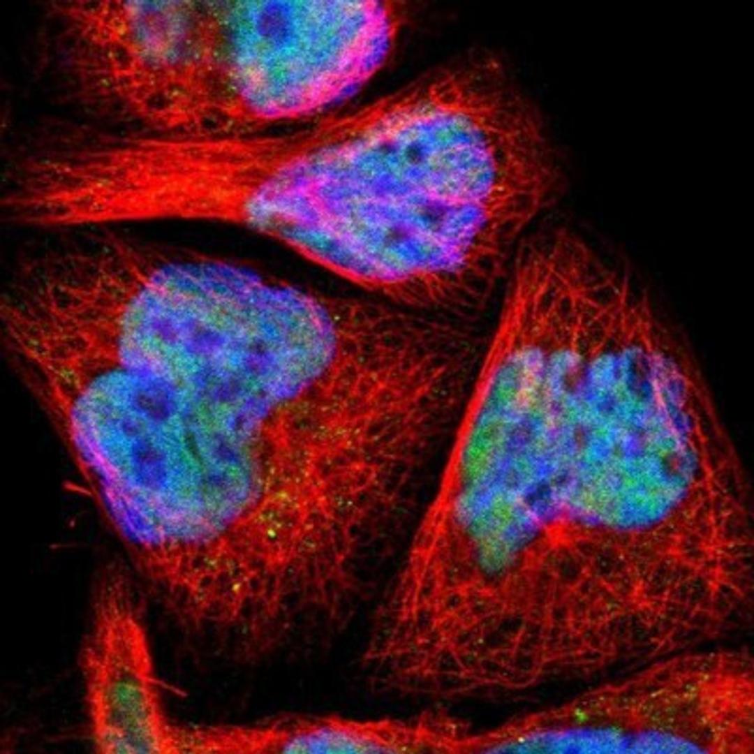 Immunocytochemistry/Immunofluorescence: Myelin expression factor 2 Antibody [NBP1-83766] - Staining of human cell line A-431 shows positivity in nucleus but not nucleoli.