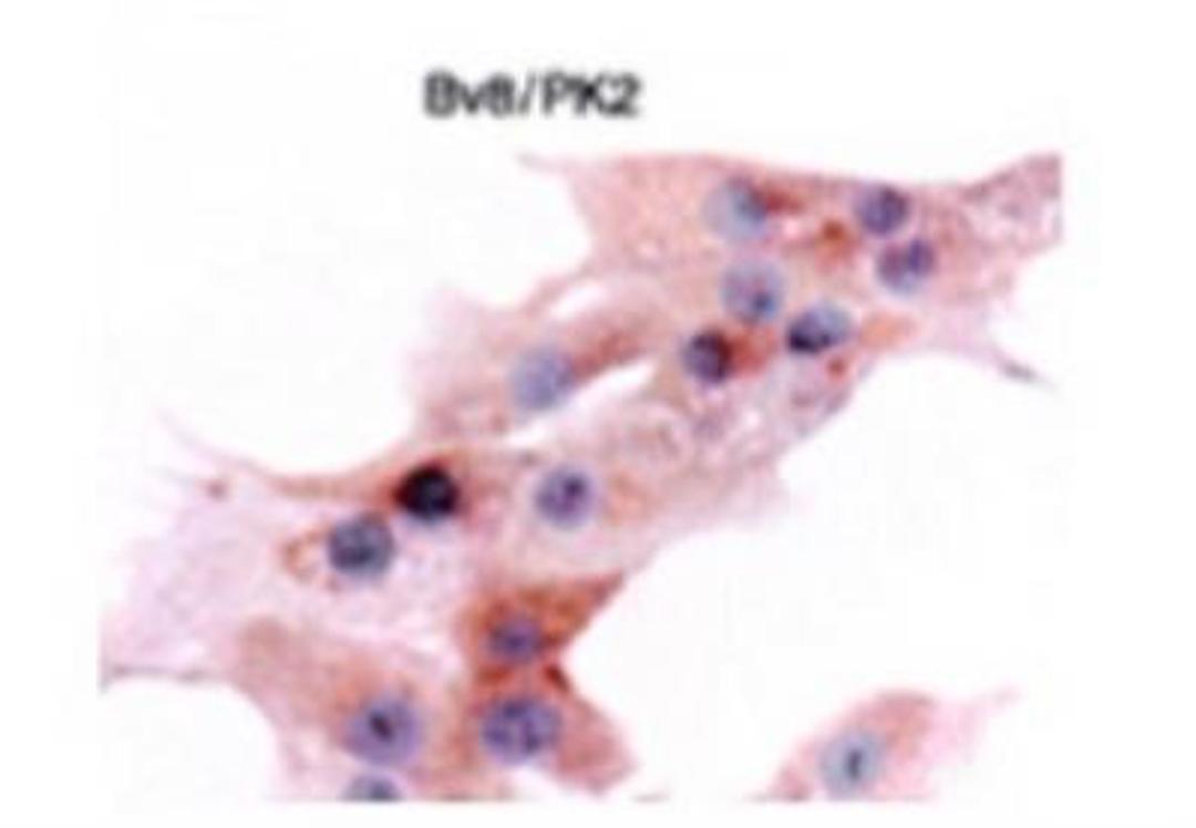 Immunocytochemistry/Immunofluorescence: Prokineticin 2 Antibody [NBP2-43853] - Localization of Bv8/PK2 in fasciculata cells.